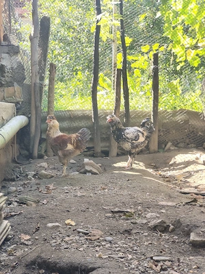 Cocoși moțați bărboși cu incaltatura  - imagine 3