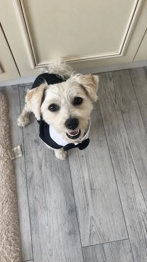 mascul bichon maltez mini toy