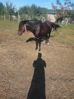 cal de vanzare