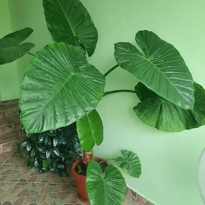 vind plante 