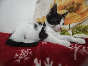 Adopție pisoi 6 săptămâni . București  - imagine 2