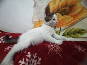 Adopție pisoi 6 săptămâni . București  - imagine 5