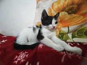 Adopție pisoi 6 săptămâni . București  - imagine 3