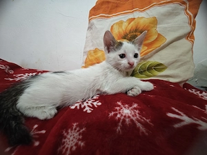 Adopție pisoi 6 săptămâni . București  - imagine 4