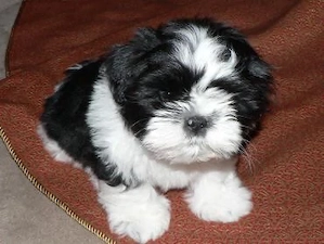 shihtzu alb negru baiat 2 luni