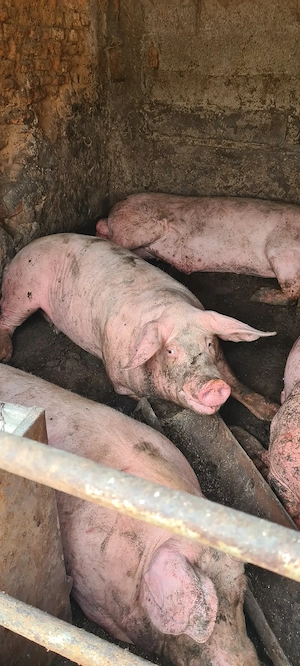 Vand porci mari