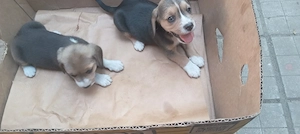 Catei Beagle o724156846 - imagine 2