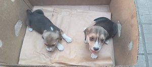 Catei Beagle o724156846 - imagine 4