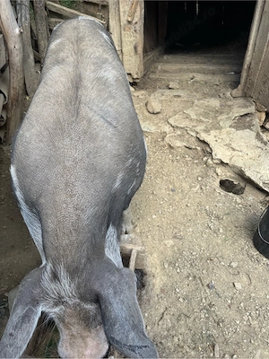 scroafa de vanzare