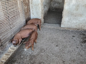 Purcei Duroc 
