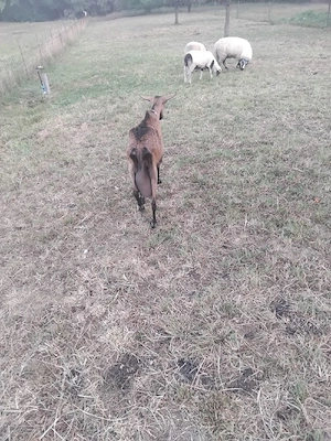 Capră Alpină franceză originală 
