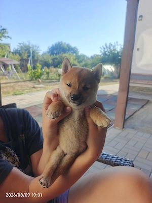 Shiba inu puiuți August 2026 - imagine 2