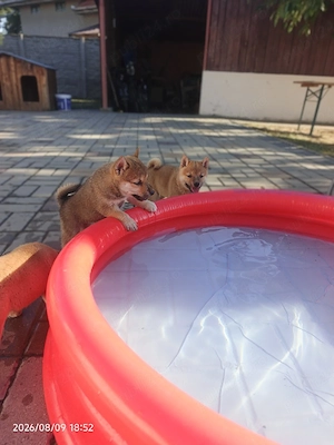 Shiba inu puiuți August 2026