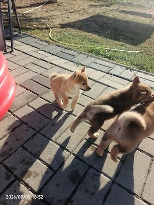 Shiba inu puiuți August 2026 - imagine 3