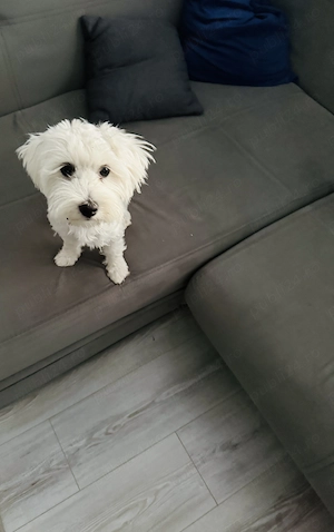 Vând Bichon maltez fetiță vârstă aproape 5 luni 