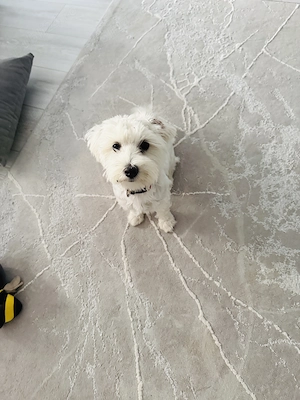 Vând Bichon maltez fetiță vârstă aproape 5 luni  - imagine 3
