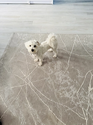 Vând Bichon maltez fetiță vârstă aproape 5 luni  - imagine 2