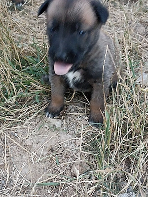 Ciobanesc belgian Malinois
