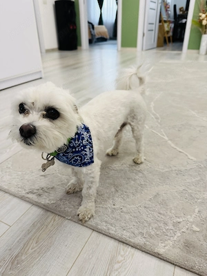 Vând Bichon maltez fetiță vârstă aproape 5 luni  - imagine 5