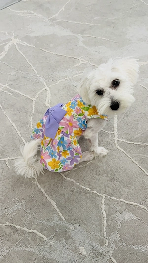 Vând Bichon maltez fetiță vârstă aproape 5 luni  - imagine 4