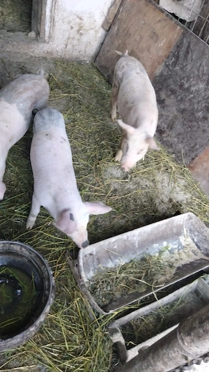 Vând purcei abia înțărcați. 