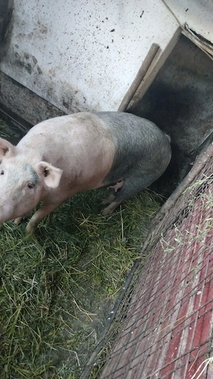 Vând 2 porci crescuți exclusiv natural.  - imagine 3