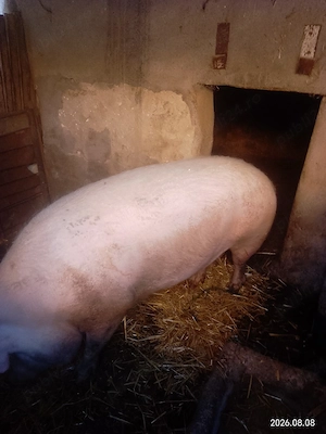 Porci de vînzare - imagine 3