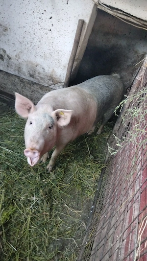 Vând 2 porci crescuți exclusiv natural.  - imagine 4