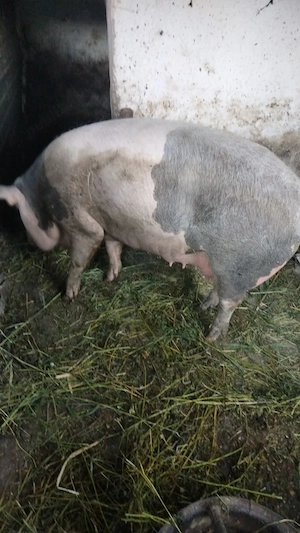 Vând 2 porci crescuți exclusiv natural.  - imagine 2