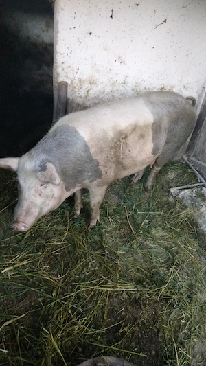 Vând 2 porci crescuți exclusiv natural. 