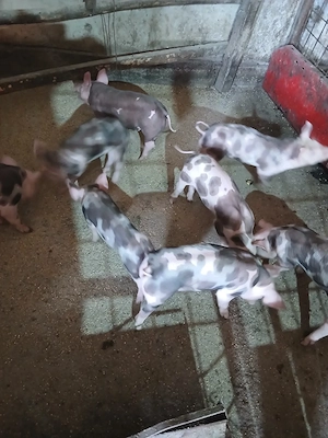 Vand purcei pietrean belgian pur. 2 seri de 8 saptamini si de 6 saptamani - imagine 4