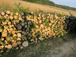 lemne de foc