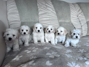 Puiuți de bichon de vânzare  - imagine 2