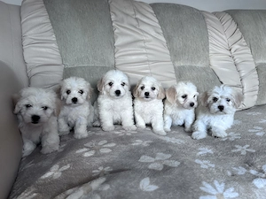 Puiuți de bichon de vânzare 
