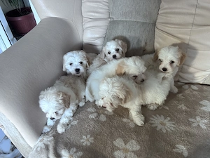 Puiuți de bichon de vânzare  - imagine 3