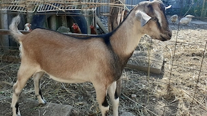 Iezii rasa Toggenburg şi Anglo-nubiană