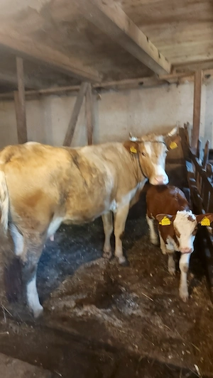 Vaca cu vitea de vanzare - imagine 5