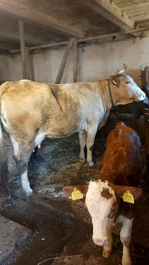 Vaca cu vitea de vanzare - imagine 2