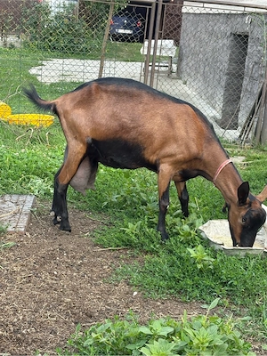 Vând capră Alpină Franceză