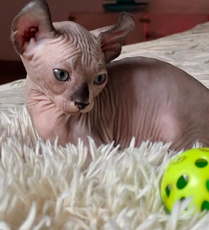 Puiuți Canadian Sphynx disponibili   pedigree WCF - imagine 5