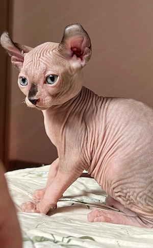 Puiuți Canadian Sphynx disponibili   pedigree WCF