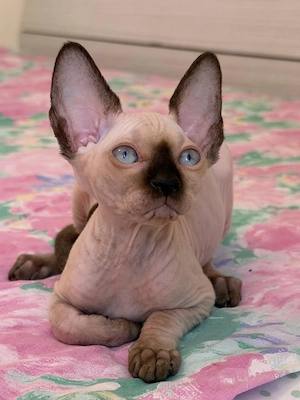 Puiuți Canadian Sphynx disponibili   pedigree WCF - imagine 3