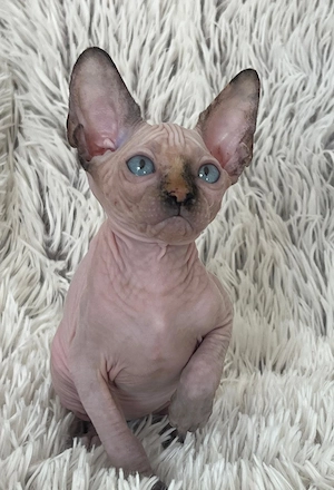 Puiuți Canadian Sphynx disponibili   pedigree WCF - imagine 2