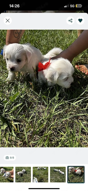 pui de Bichon  - imagine 2