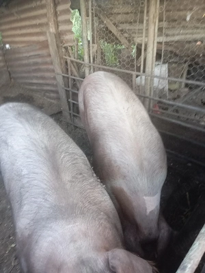 vand porc de vanzare  - imagine 3