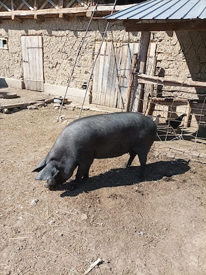 Vand porc in jur de 200kg - imagine 2