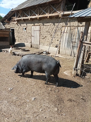 Vand porc in jur de 200kg - imagine 3
