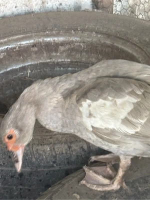 De vanzare familie rate mite ai ratoi salbatici 