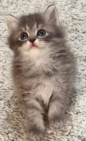 Puiuți pisica Siberiana Hipoalergenica disponibili   pedigree WCF - imagine 4