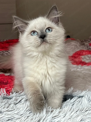 Puiuți pisica Siberiana Hipoalergenica disponibili   pedigree WCF - imagine 3